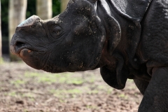 ChesterZoo9_0079