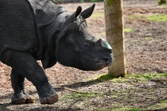 ChesterZoo9_0132