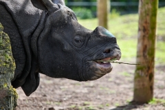 ChesterZoo9_0158