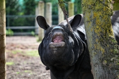 ChesterZoo9_0189