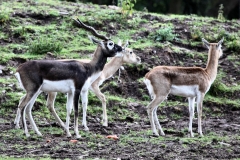 ChesterZoo9_0353