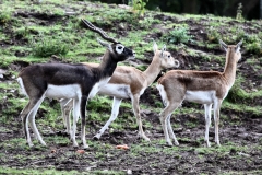 ChesterZoo9_0354