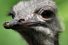 ChesterZoo9_0392