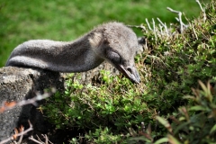 ChesterZoo9_0421