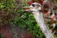 ChesterZoo9_0501