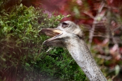 ChesterZoo9_0505