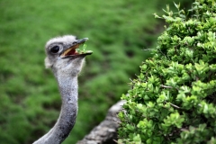 ChesterZoo9_0564