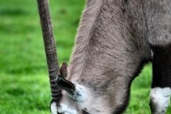 ChesterZoo9_0589