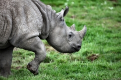ChesterZoo9_0604