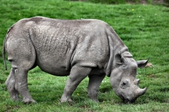 ChesterZoo9_0650