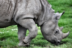 ChesterZoo9_0659
