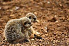 ChesterZoo9_0684