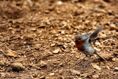 ChesterZoo9_0708