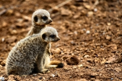 ChesterZoo9_0719