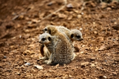 ChesterZoo9_0744