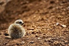 ChesterZoo9_0814