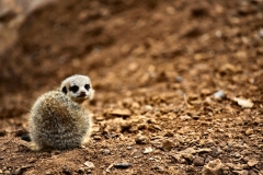 ChesterZoo9_0832