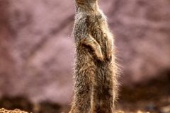 ChesterZoo9_1035