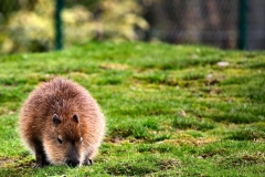 ChesterZoo9_1286