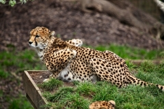 ChesterZoo9_1350
