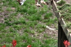 ChesterZoo9_1432