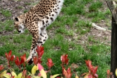 ChesterZoo9_1433