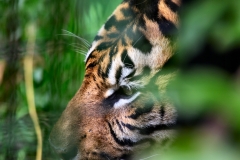 ChesterZoo9_1772
