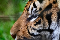 ChesterZoo9_1853