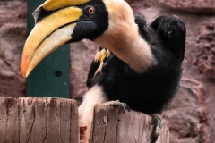 ChesterZoo9_2471