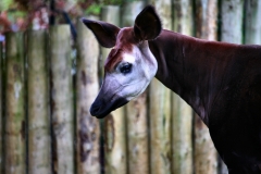 ChesterZoo9_2491