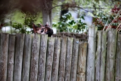 ChesterZoo9_2522