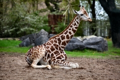 ChesterZoo9_2717