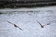 BoatRace_0771