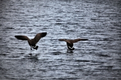 BoatRace_1044