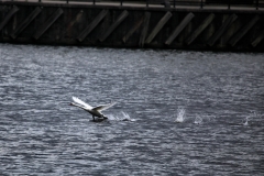 BoatRace_1248