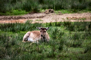 2010-05-09---Fallow-Dear-at-Lyme-Park