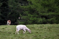 LymeParkAgain_0222