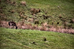 LymeParkAgain_0236