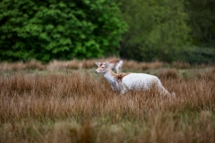 LymeParkAgain_0270