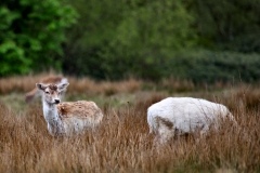 LymeParkAgain_0288