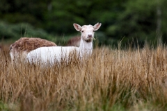 LymeParkAgain_0294