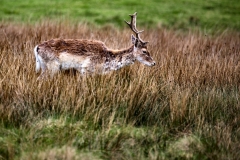 LymeParkAgain_0407