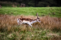 LymeParkAgain_0417