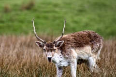 LymeParkAgain_0468