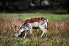 LymeParkAgain_0492