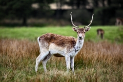 LymeParkAgain_0524