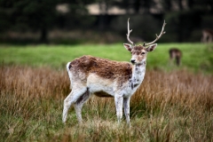 LymeParkAgain_0525