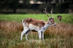 LymeParkAgain_0534
