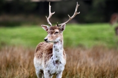 LymeParkAgain_0570