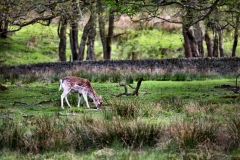 LymeParkAgain_0632